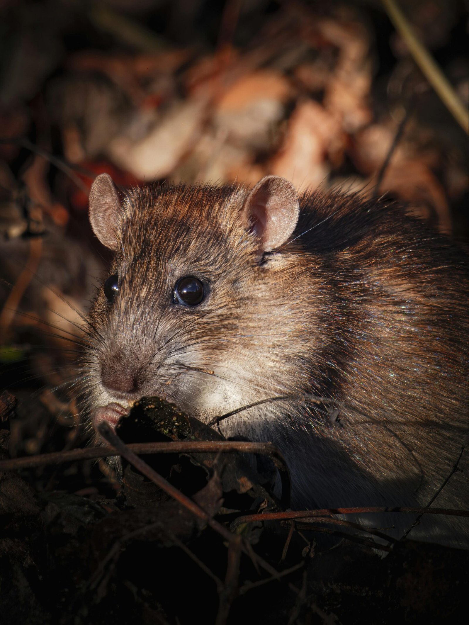 A detailed close-up of a brown rat in its natural habitat, showcasing its textured fur and keen eyes.